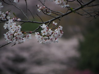 横浜　桜満開　三ツ池公園