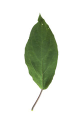 Fototapeta na wymiar Leaf Quezonla Close up