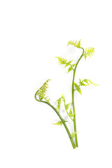 Paco fern Close up