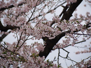 横浜　桜満開　三ツ池公園
