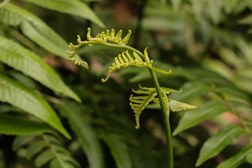 Paco fern at garden