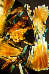 Abstract micrograph of tissue from a millipede, with polarization.