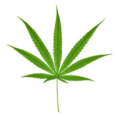 Cannabis leaf, marijuana leaf isolated on white background