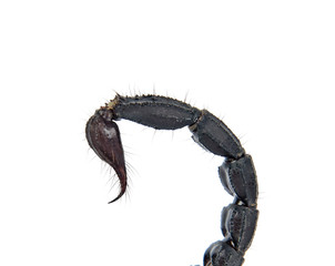 Scorpion of a white background.
