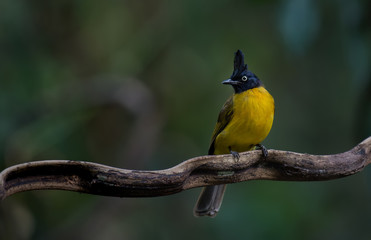 Black-crested Bulbul on branch in nature
