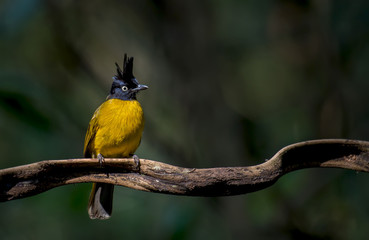 Black-crested Bulbul on branch in nature

