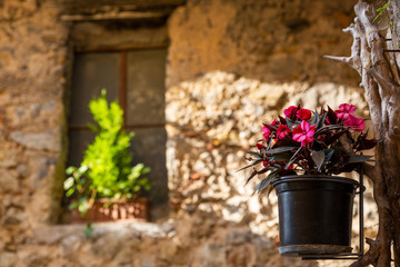 Fototapeta na wymiar Pink begonia (Begoniaceae) in a pot outside in the south of France