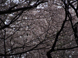 横浜　三ツ池公園　桜満開