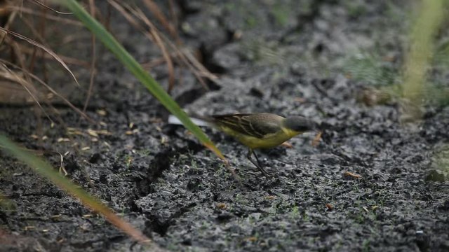 Motacilla flava on the ground.