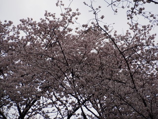 三ツ池公園　横浜さくら　お花見写真