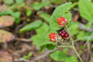 Wild berries