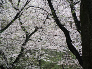 三ツ池公園　横浜さくら　お花見写真