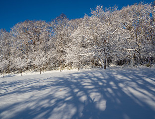 朝日に照らされる新雪の森