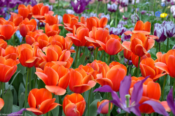 Orange Tulips
