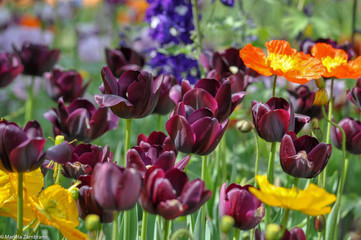 Purple tulips