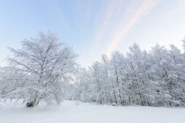 The forest has covered with heavy snow and clear blue sky in winter season at Lapland, Finland.