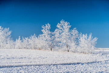 trees covered in snow in outdoor field during Winter