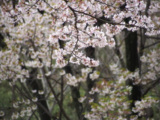 Fototapeta premium 三ツ池公園 横浜さくら お花見写真