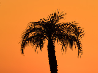 夕暮れ空とヤシの木