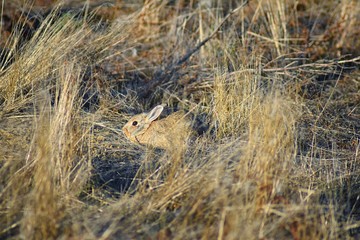 Wild desert cottontail (Sylvilagus audubonii), also known as Audubon's cottontail, is a New World cottontail rabbit, and a member of the family Leporidae bunny in prairie sage habitat of Colorado by B