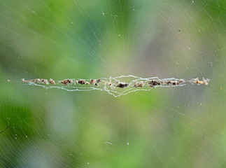 Macro Photo of Spiders are on the Web with the Victim Isolated on Nature Background