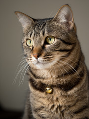 Obraz premium ネコ