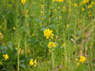三ツ池公園　横浜さくら　お花見写真