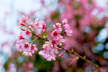 Cherry Blossoms in winter