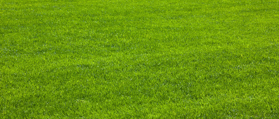 Green grass / herbe verte
