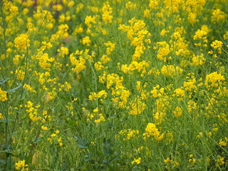 Fototapeta premium 三ツ池公園 横浜さくら お花見写真