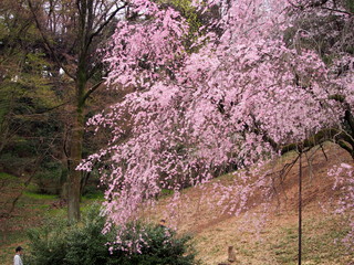横浜　三ツ池公園　桜満開