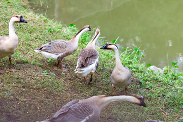Family of ducks in garden