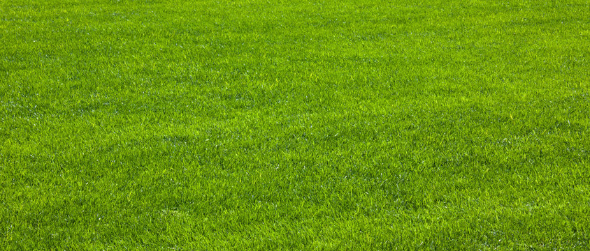 Green Grass / Herbe Verte