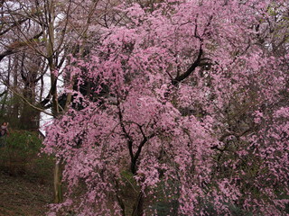 三ツ池公園　横浜さくら　お花見写真