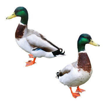 Canard Colvert / Anas platyrhynchos