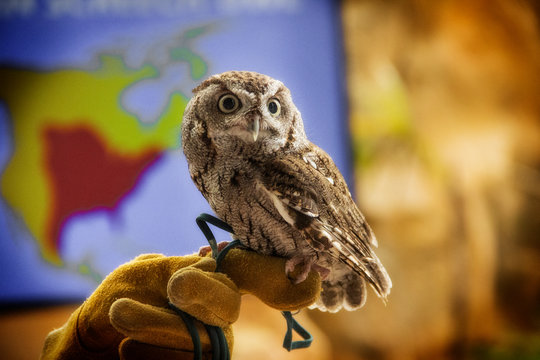 small owl in a zoo trainer&rsquo;s hand at the Naples Florida Zoo