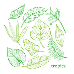 Set of tropical leaves. Line drawing. Hand-drawn illustration