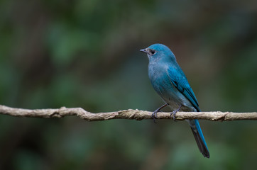 Verditer Flycatcher on branch in nature.
