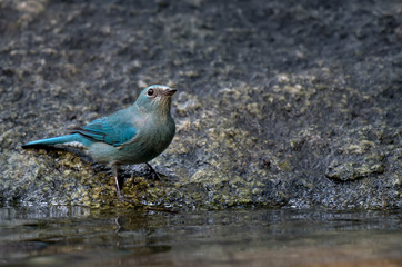 Verditer Flycatcher on stone river side in nature. 