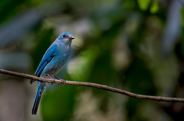 Verditer Flycatcher on branch in nature.
