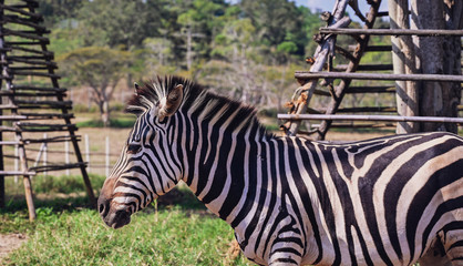 zebra on the dry brown savannah grasslands.