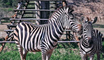 zebra on the dry brown savannah grasslands.