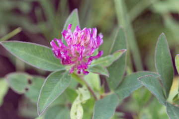 field flower clover