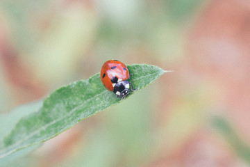 wildlife, ladybug on a sheet
