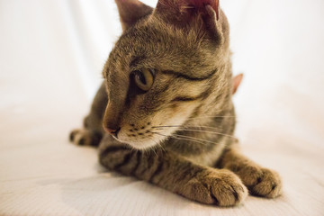 A close-up portrait of a mother cat.