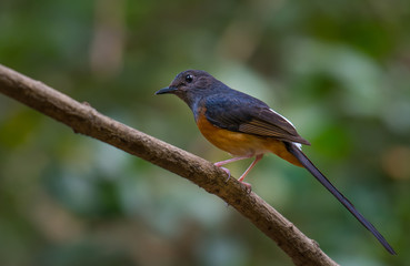White-rumped Shama male on branch in nature.
