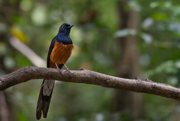 White-rumped Shama male on branch in nature.
