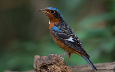 Fototapeta premium White-throated Rockthrush male on branch in nature. 