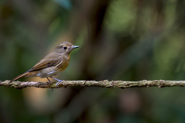 Ferruginous Flycatcher on branch in nature.

