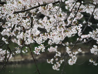 Fototapeta premium 横浜市 三ツ池公園 桜満開